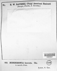 Hendersonia fissurata image
